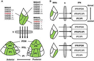 The Role of the Medial Habenula Cholinergic System in Addiction and Emotion-Associated Behaviors